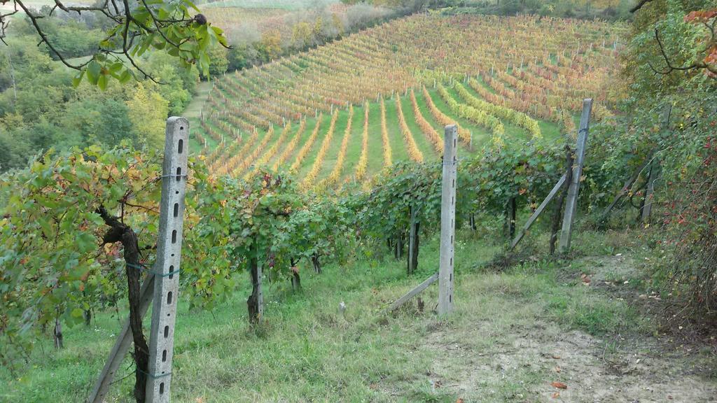 Cascina Torello Dogliani Luaran gambar