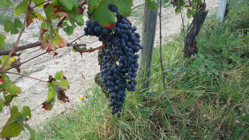 Cascina Torello Dogliani Luaran gambar
