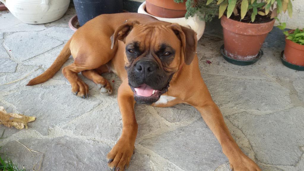 Cascina Torello Dogliani Luaran gambar