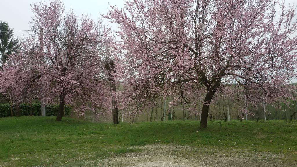 Cascina Torello Dogliani Luaran gambar