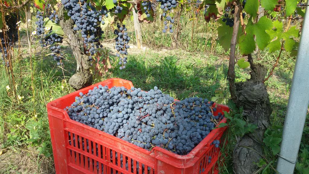 Cascina Torello Dogliani Luaran gambar