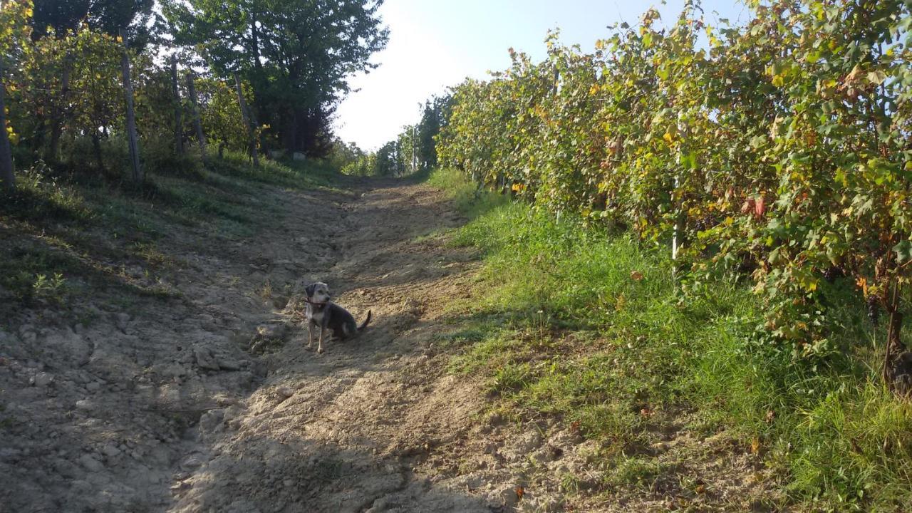 Cascina Torello Dogliani Luaran gambar